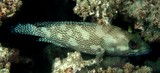 Epinephelus ongus Loche à taches claires Nouvelle-Calédonie présent dans les eaux tropicales de l'Indo-Ouest Pacifique