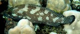 Epinephelus ongus White-streaked grouper New Caledonia body with auxiliary scales