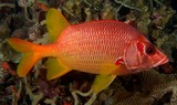 Sargocentron spiniferum Long-jawed squirrelfish New Caledonia Head and body red