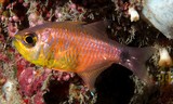 Taeniamia fucata Apogon à stries oranges poisson du lagon Neo Calédonien