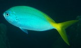 Caesio cuning Redbelly yellowtail fusilier New Caledonia scaled dorsal and anal fins