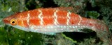 Oxycheilinus nigromarginatus Blackmargin maori wrasse New Caledonia reddish with 5 irregular pale bars on upper sides