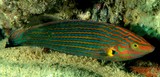 Halichoeres melanurus Pinstriped wrasse New Caledonia Stripes on male body blue-green and orangish in life