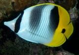 Chaetodon ulietensis poisson-papillon à deux selles du Pacifique Nouvelle-Calédonie La couleur du corps est blanche avec des lignes noires verticales