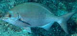 Kyphosus sectatrix Grey drummer New Caledonia grey to silvery with weak horizontal lines