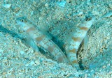 Amblyeleotris rubrimarginata couple in the sand New Caledonia