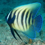 Pomacanthus sexstriatus Six band angelfish New Caledonia Yellow body with black vertical stripes