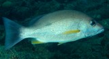 Lutjanus russellii Russel's snapper New Caledonoia fish lagoon