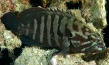 Cephalopholis boenak Brown-banded grouper New Caledonia rounded caudal fin