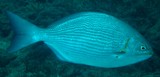 Kyphosus vaigiensis Golden chub New Caledonia horizontal lines along the body