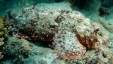 Scorpaenopsis papuensis Papuan scorpionfish New Caledonia Has a dark purplish blotch on the rear of the spinous dorsal fin