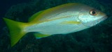 Lutjanus vitta Brown stripped snapper New Caledonia