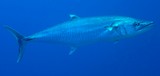 Scomberomorus commerson Narrow-barred Spanish mackerel New Caledonia fishgame