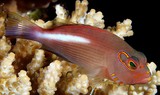 Paracirrhites arcatus Arc-eye hawkfish New Caledonia
