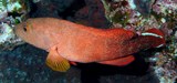 Cephalopholis urodeta Darkfin hind New Caledonia fin with a pair of diagonal white bands