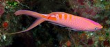 Pyronotanthias lori Tiger Queen Anthias New Caledonia  vicinity of caves or ledges of steep outer reef slopes