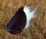 Pycnochromis iomelas Black and White Chromis New Caledonia head and anterior half of the trunk are dark brown