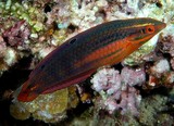 Halichoeres biocellatus Twospot wrasse New Caledonia aquarium industry