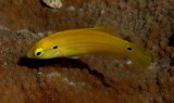 Bodianus bimaculatus Yellow Candy Hogfish New Caledonia females become more orange