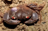 Eriphia sebana Red eyed rock crab New Caledonia male abdomen is narrow and long with a triangular shaped posterior segment