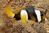 Amphiprion clarkii white and yellow stripes considerable geographical variation New Caledonia