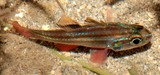 Ostorhinchus taeniophorus Reef-flat cardinalfish New Caledonia black stripes