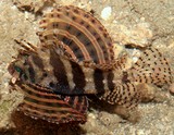 Neochirus brachyptera Dendrochirus brachypterus シマヒメヤマノカミ ニューカレドニア