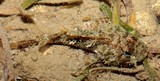 Parascorpaena picta poisson scorpion peint Nouvelle-Calédonie