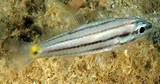 Cheilodipterus quinquelineatus Five-line cardinalfish New Caledonia lagoon fish