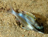 Scolopsis bilineata 双线眶棘鲈 雙帶赤尾冬 新喀里多尼亞
