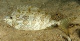 Siganus canaliculatus 长鳍篮子鱼 新喀里多尼亞