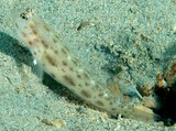 Ctenogobiops mitodes curved blue and yellow line or series of dashes from behind upper part of eye New Caledonia