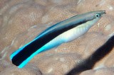 Labroides dimidiatus Nettoyeur à bande bleue Nouvelle-Calédonie Poisson de petite taille au corps long et fuselé