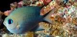 Pycnochromis amboinensis Ambon puller New Caledonia lagoon fish