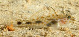 Fusigobius inframaculatus Innerspotted sandgoby New Caledonia semi-translucent body