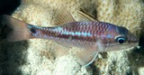Pristiapogon kallopterus Spinyhead cardinalfish New Caledonia stripe from tip of snout