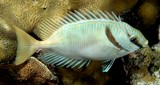 Siganus doliatus Picot à lignes bleues Nouvelle-Calédonie poisson fiche descriptive Siganidae famille