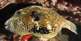Arothron mappa Map puffer New Caledonia Body covered with prickles