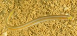 Gunnellichthys viridescens Anguille à rayure jaune Nouvelle-Calédonie poissons fond de sable