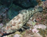 Epinephelus tauvina Mérou loutre Nouvelle-Calédonie découverte faune marine du lagon