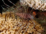 Pterois volitans Hana-minokasago Ominokasago ハナミノカサゴ ニューカレドニア