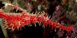 Solenostomus paradoxus 剃刀魚 新喀里多尼亞