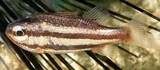 Siphamia tubifer Tubifer cardinalfish New Caledonia abdominal light organ