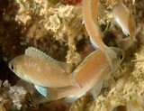 Pristotis obtusirostris Roaming damsel New Caledonia deep-black spot superiorly in the axil of the pectoral