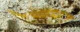 Lethrinus genivittatus Longspine emperor New Caledonia head is brown or tan