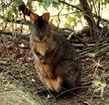 Tasmanian Rufous-bellied Pademelon Thylogale billardierii Tasmania Australia