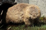 Wombat commun Vombatus ursinus Tasmanie Australie