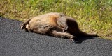 Kangaroos dead road Tasmania Australia