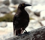 Strepera fuliginosa ​Réveilleur noir endémique de Tasmanie Australie