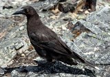 Strepera fuliginosa ​Black Currawong Tasmanian endemic Tasmania Australia